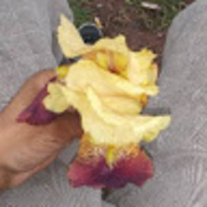 Meet your Posher, Davon